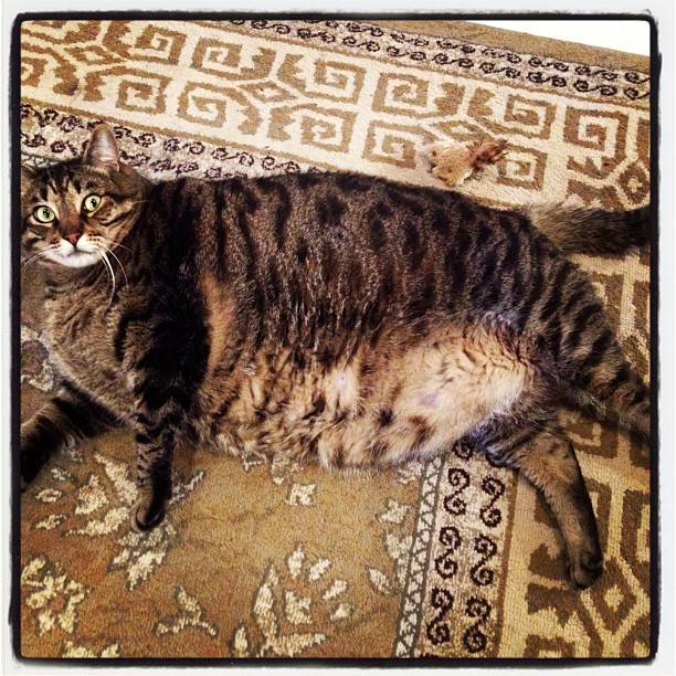 #reallyfatcat